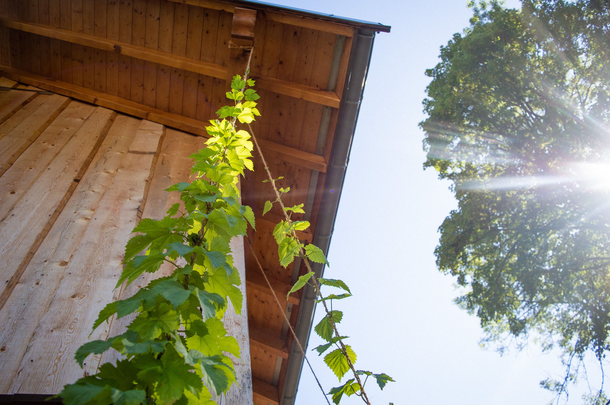 photo houblon bardage haute savoie