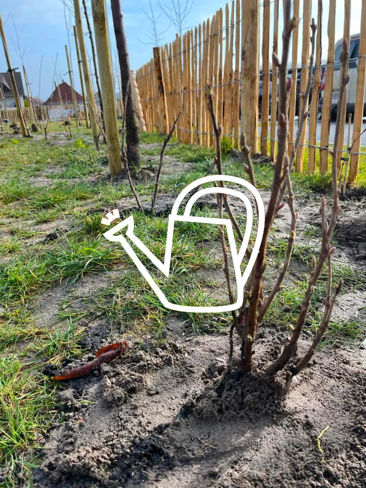 Les petits fruitiers plantés avec les enfants de l'école maternelle.