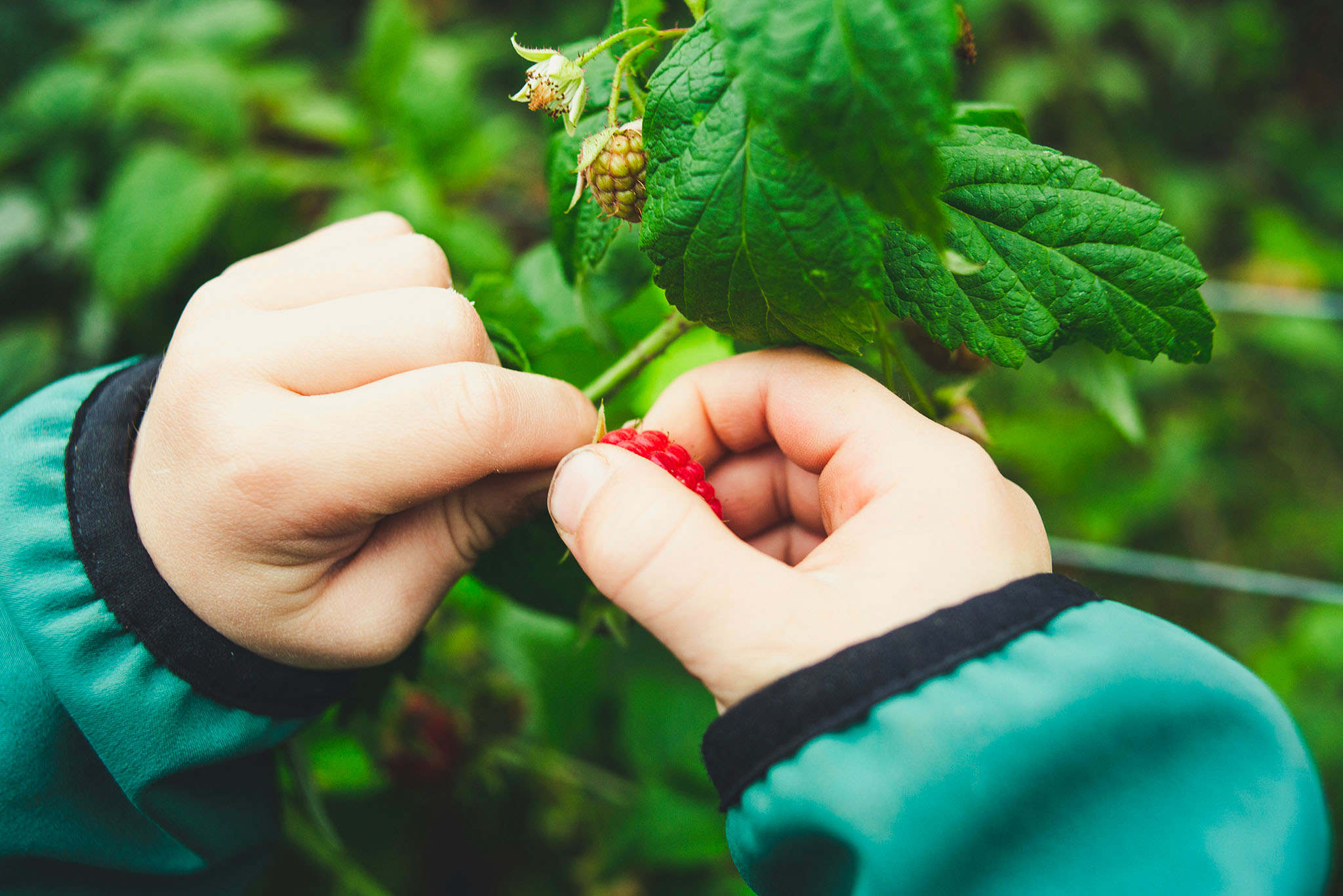 photo reportage framboise jardin collectif markus spiske unsplash