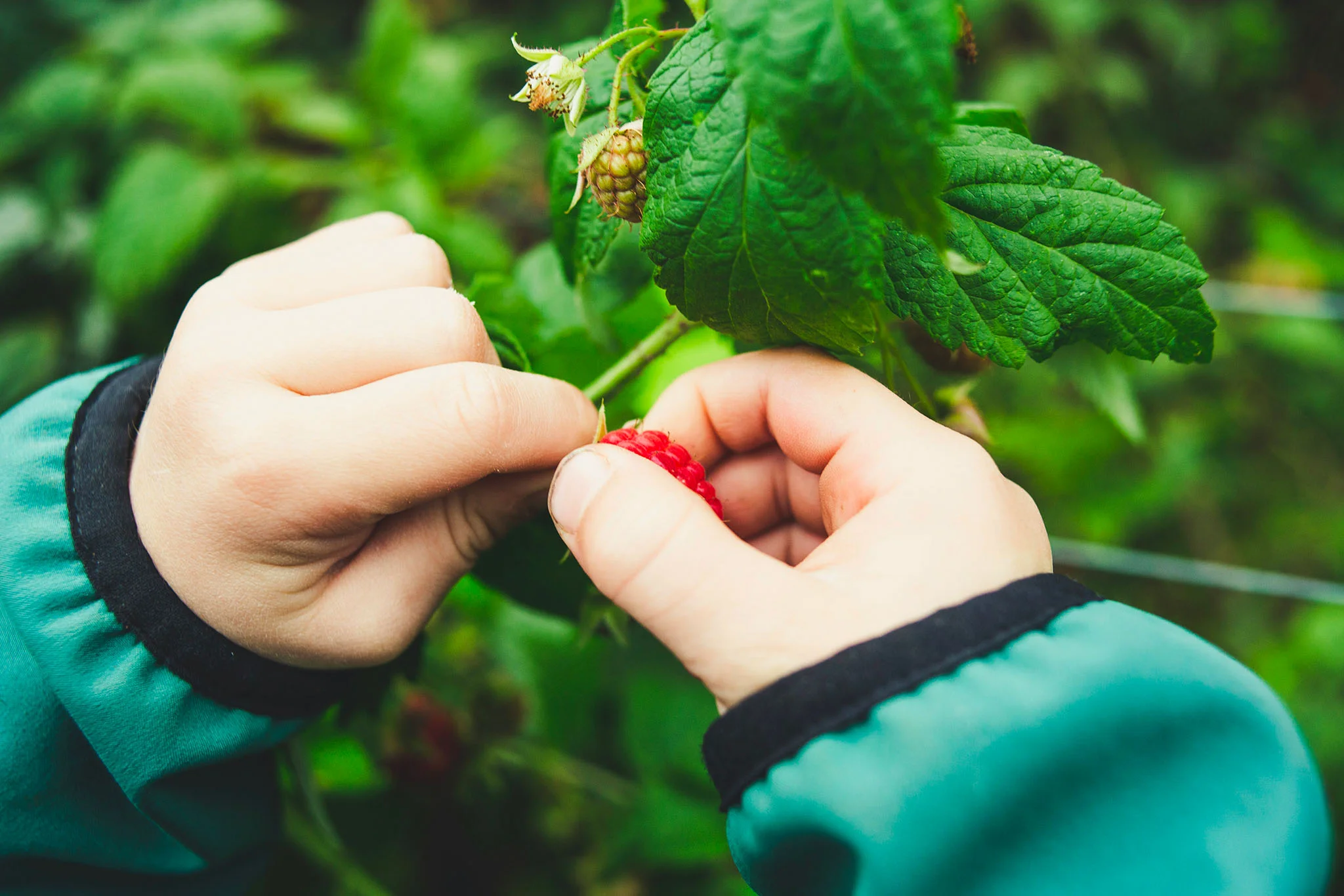 Un enfant récolte une framboise dans les Jardins partagés du Ménome.