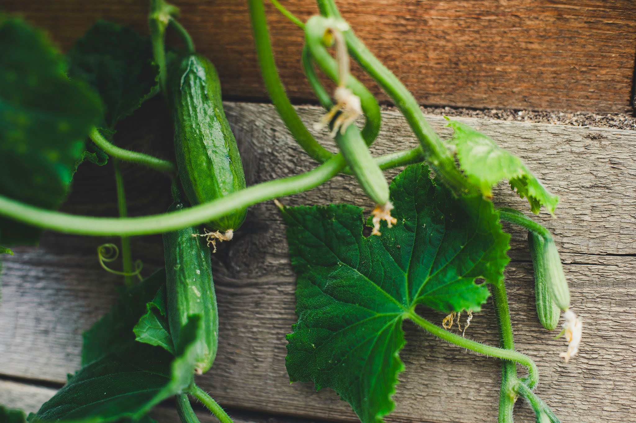 photo reportage jardin citoyen markus spiske unsplash