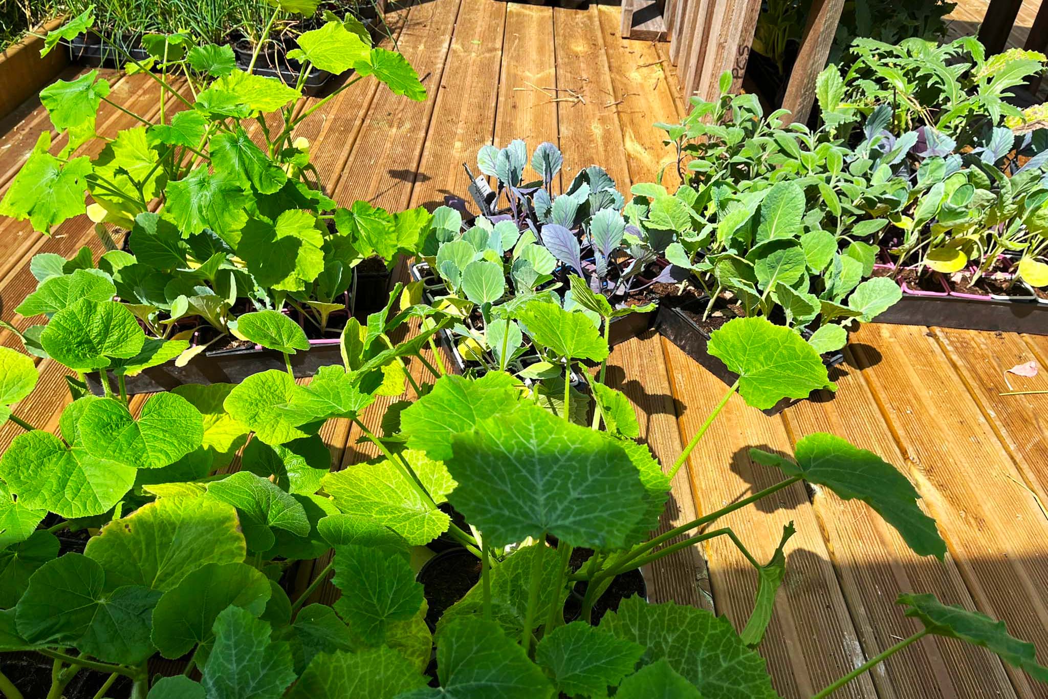 photo reportage plantons jardin collectif citoyen