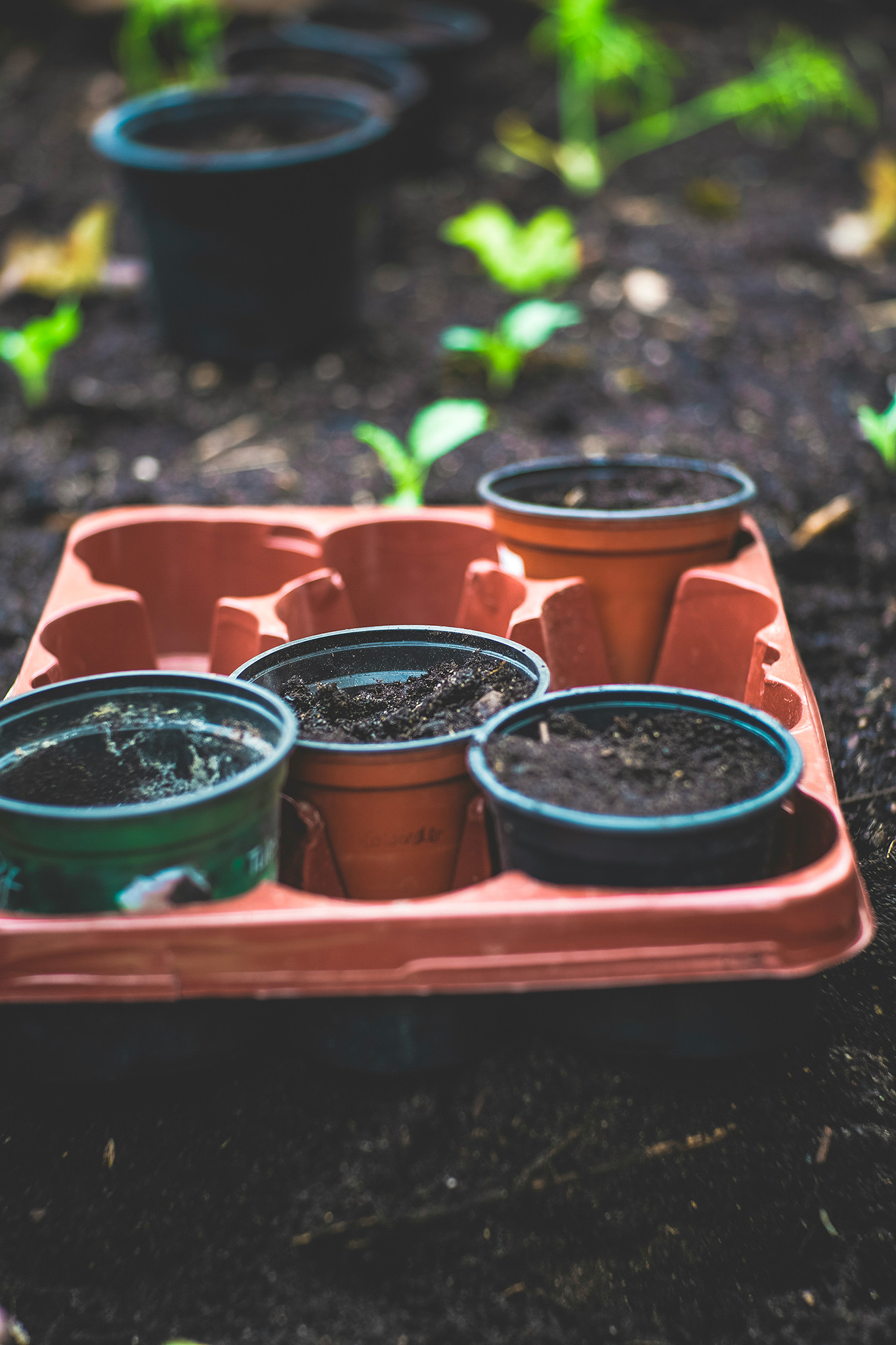 photo reportage semis jardin collectif markus spiske unsplash