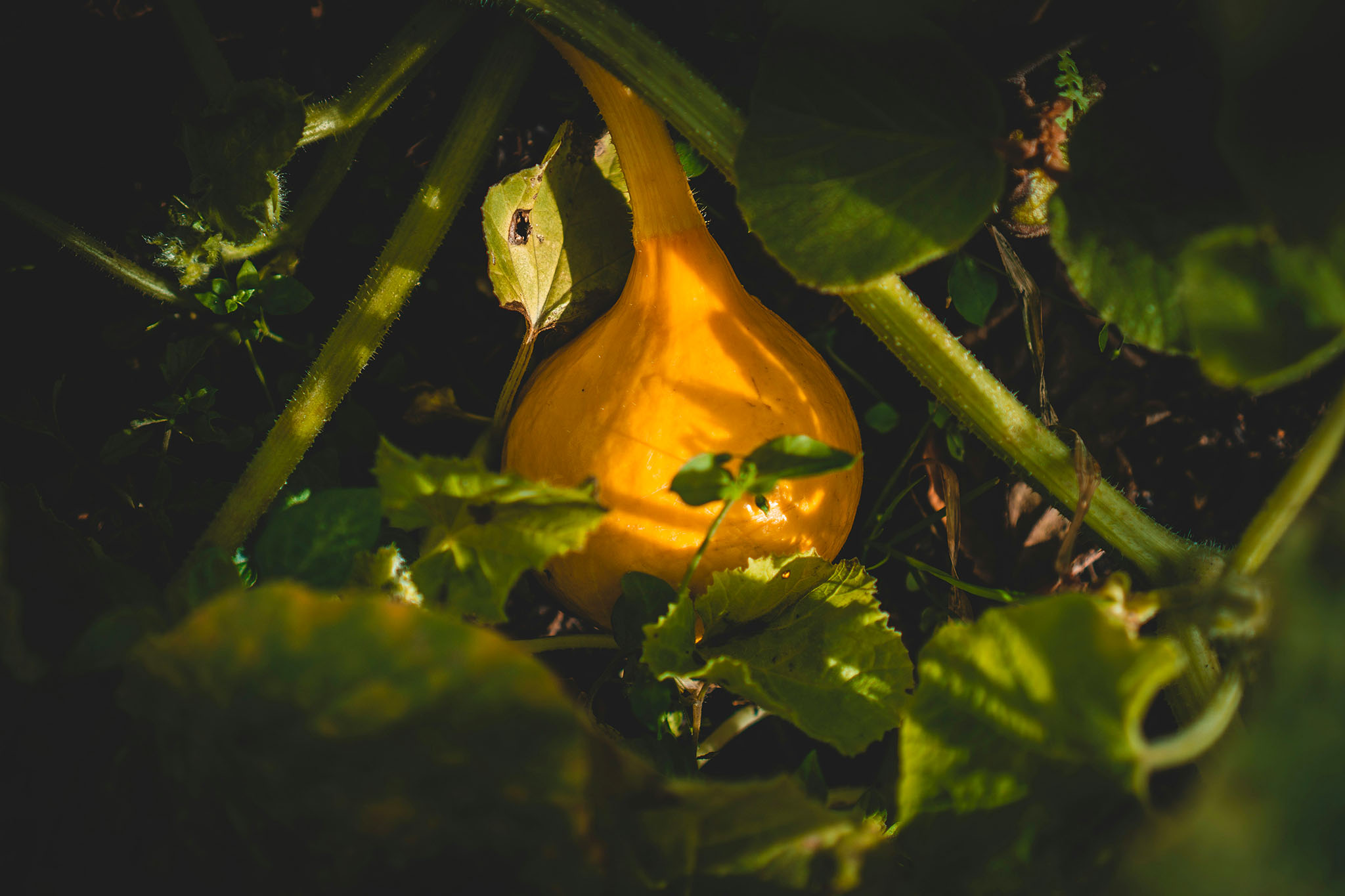 reportage photo courge jardin citoyen jonathan kemper unsplash