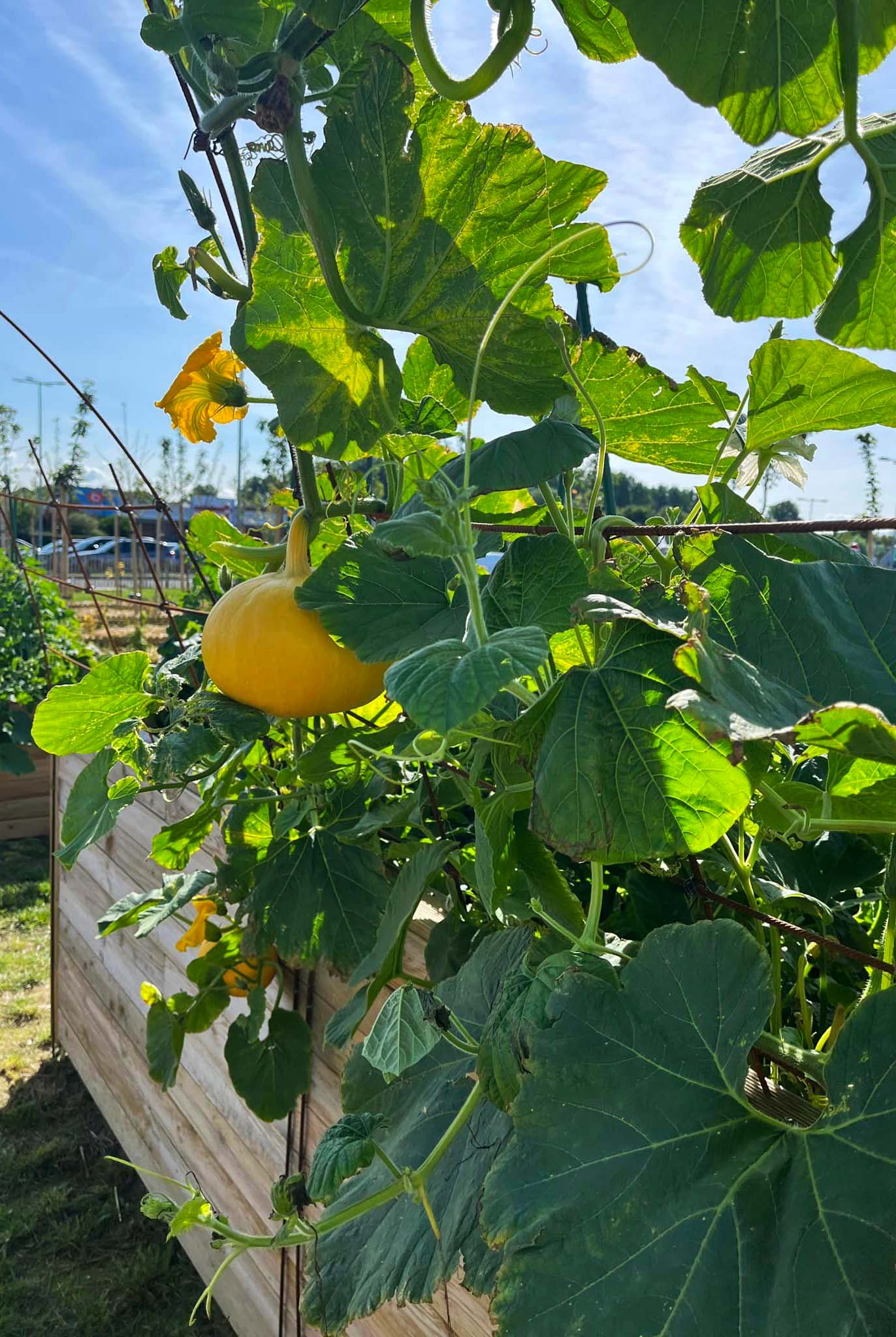 reportage photo courge jardin collectif merlimont cote opale