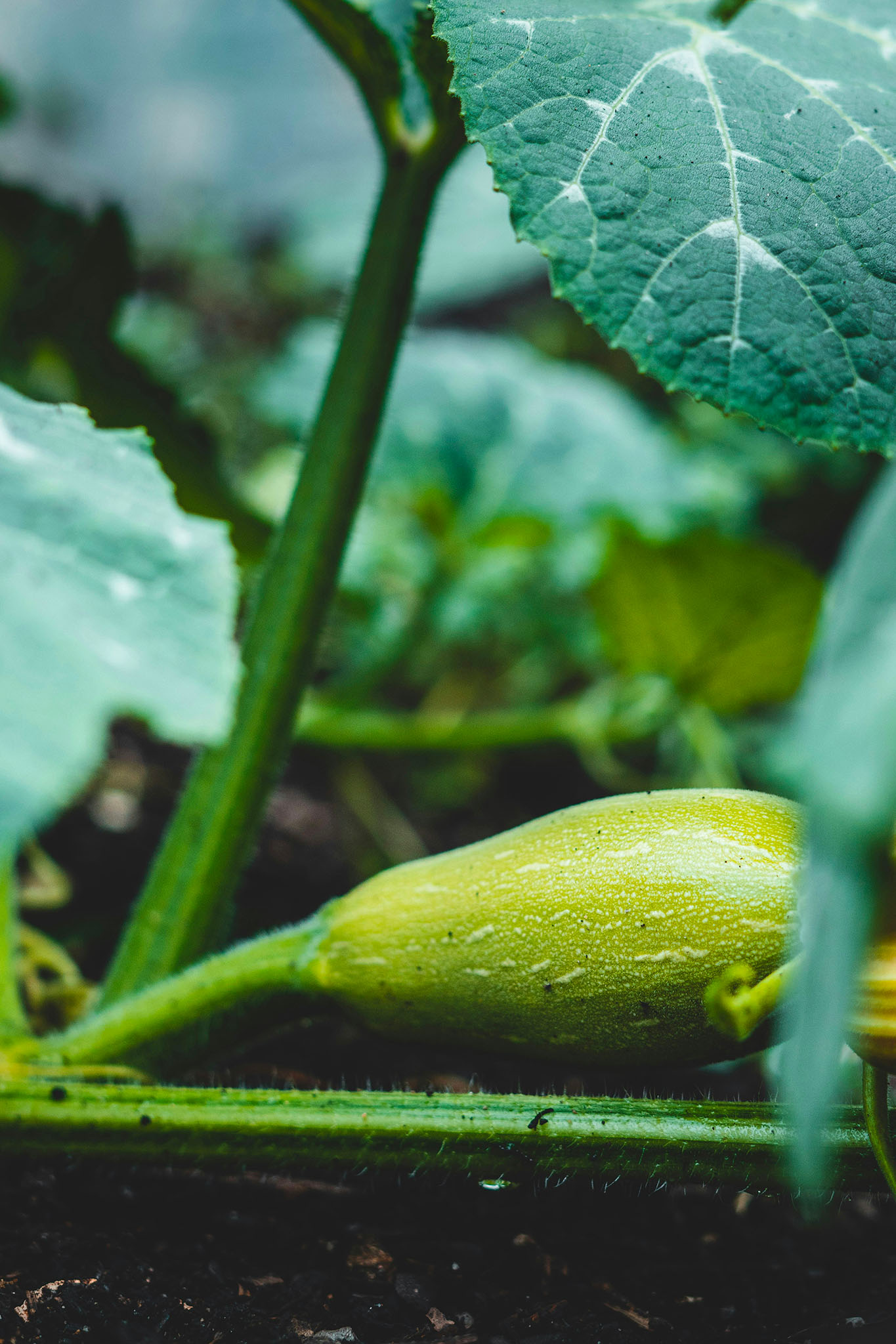reportage photo jardin collectif jonathan kemper unsplash