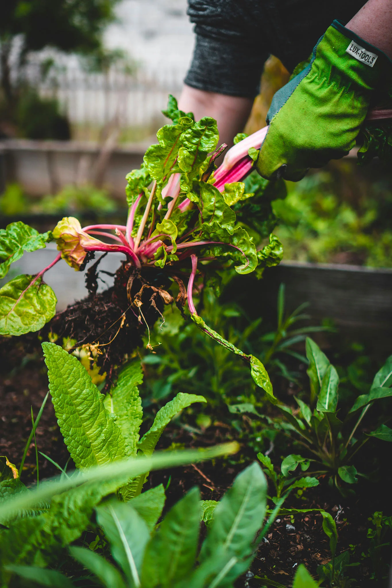 Photo prise au sein d'un jardin partagé : récolte de betterave dans un bac potager.