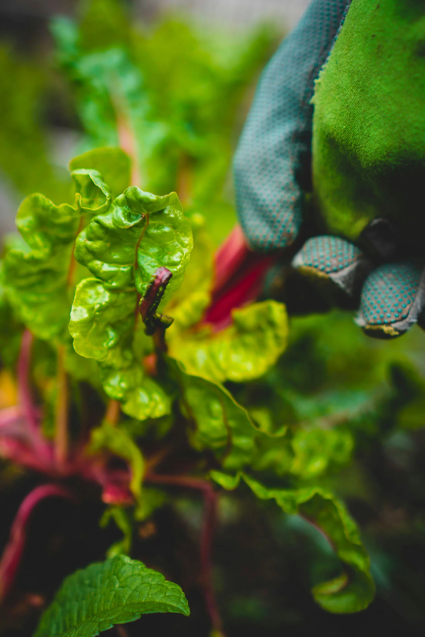 Zoom sur la récolte de légumes.