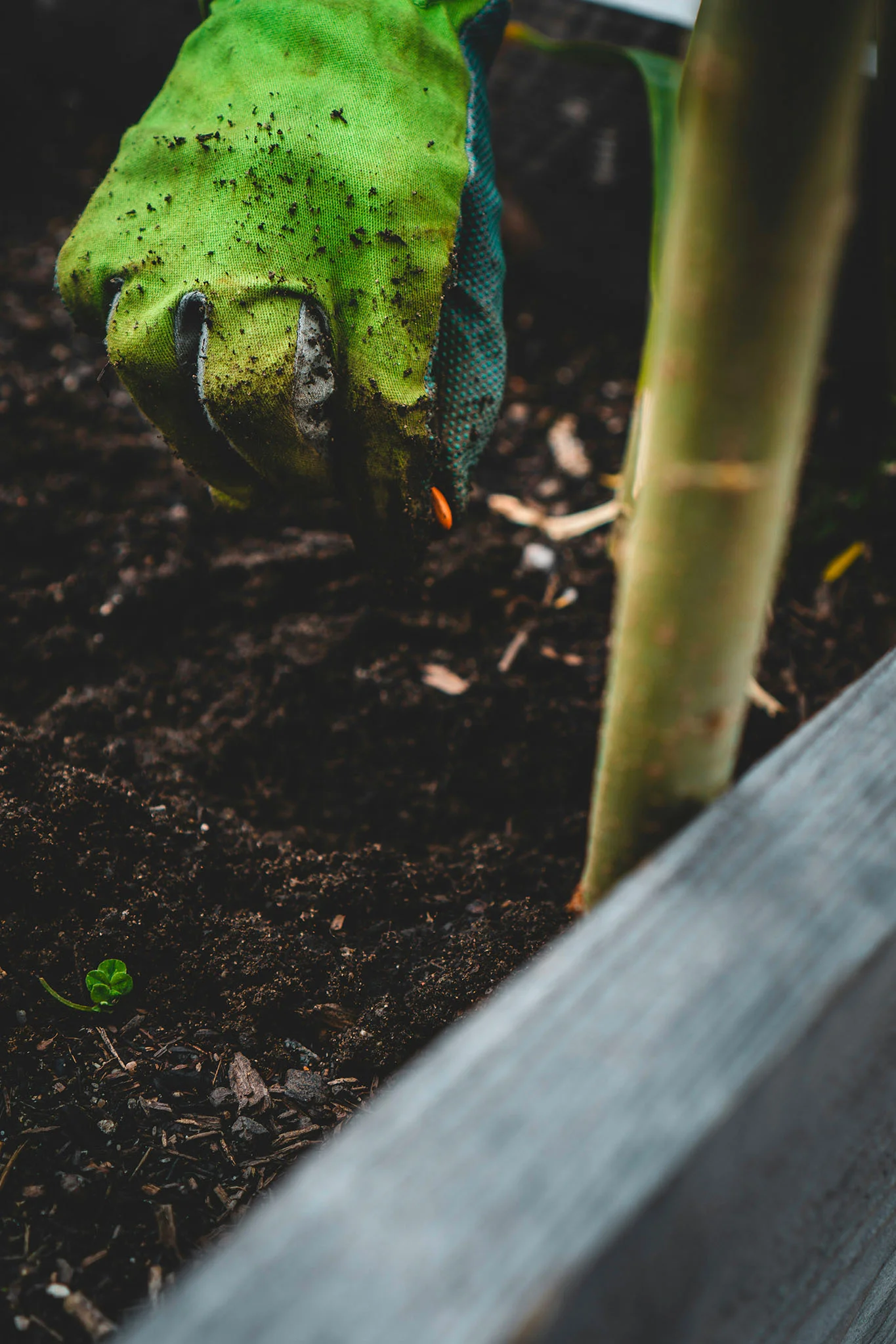 Semis en pleine terre dans un bac potager installé dans un jardin collectif.